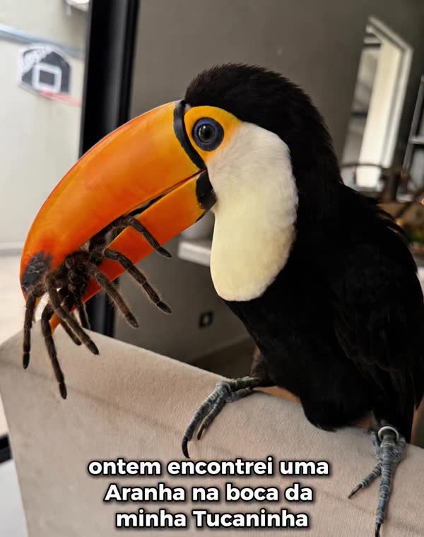 Tucano do Wallace